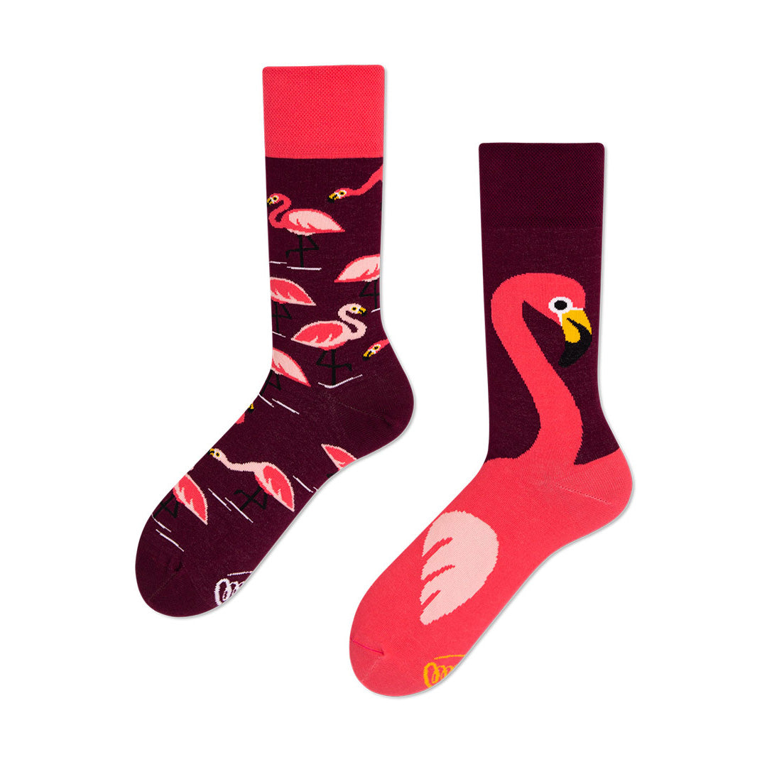 粉紅火烈鳥